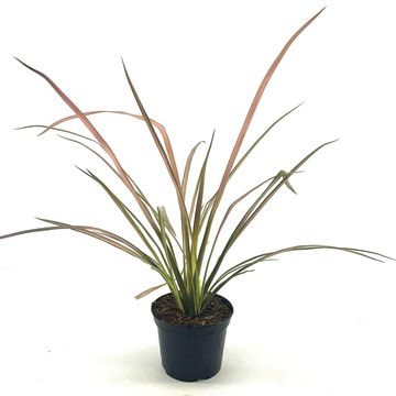 Phormium 'Duet'