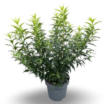 Forsythia x intermedia MIKADOR