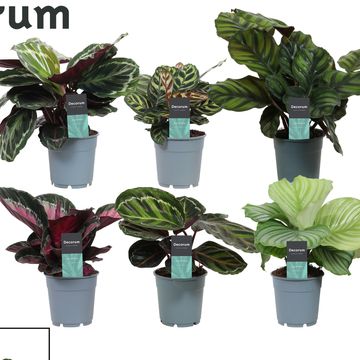 Calathea MIX