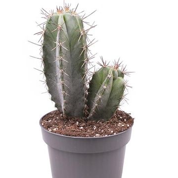 Stenocereus pruinosus
