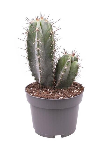 Stenocereus pruinosus