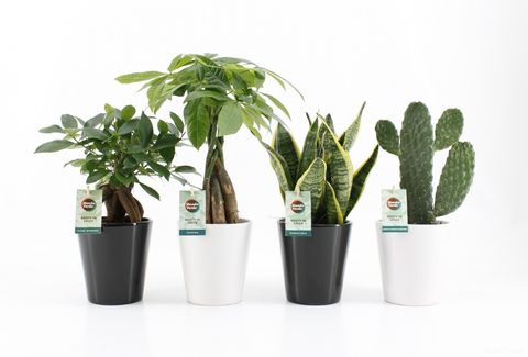 Plantes d'interieur MIX