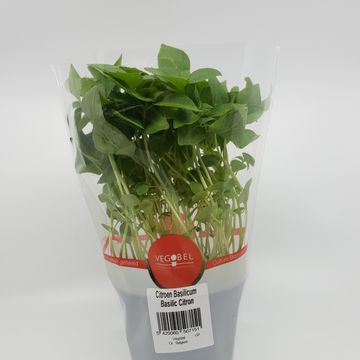 Ocimum basilicum 'Citriodorum'