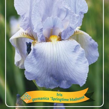 Iris 'Springtime Madonna'