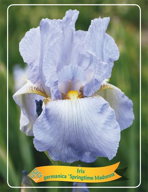 Iris 'Springtime Madonna'