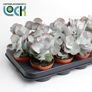 Cotyledon undulata
