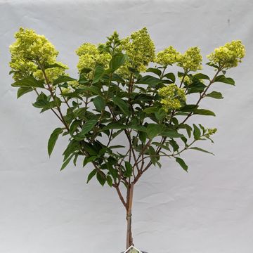 Hydrangea paniculata LITTLE LIME