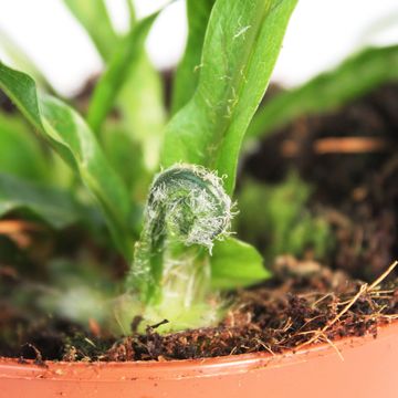 Aglaomorpha coronans