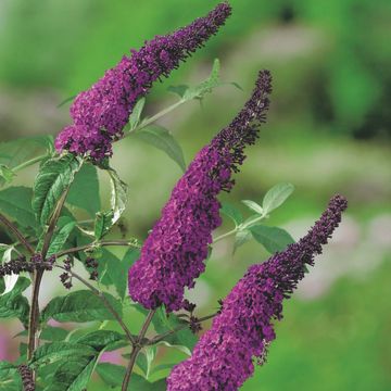 Buddleja davidii 'Ile de France'