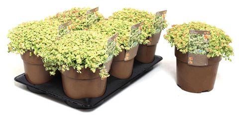 Sedum 'Литтл Мисси'