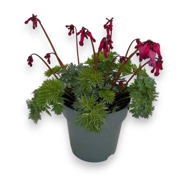 Dicentra 'Passion Hearts'
