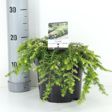 Tsuga canadensis 'Cole's Prostrate'