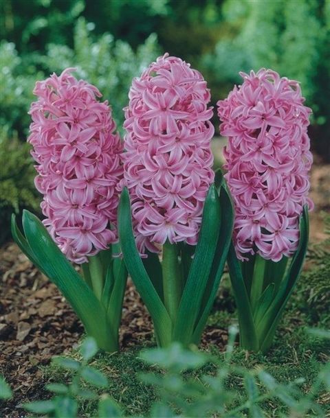 Hyacinthus Giacinto comune 'Pink Pearl'