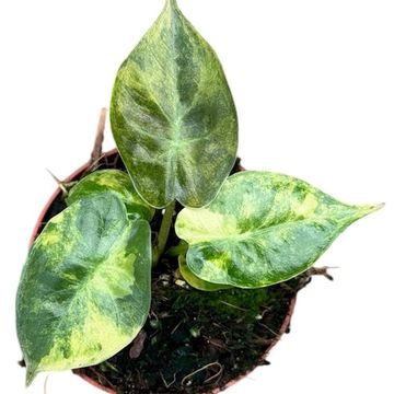 Alocasia wentii 'Aurea'