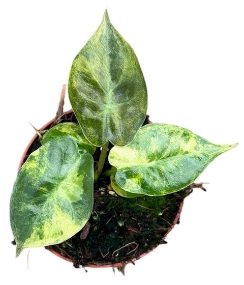 Alocasia wentii 'Aurea'