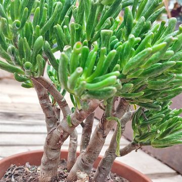 Crassula ovata 'Gollum'