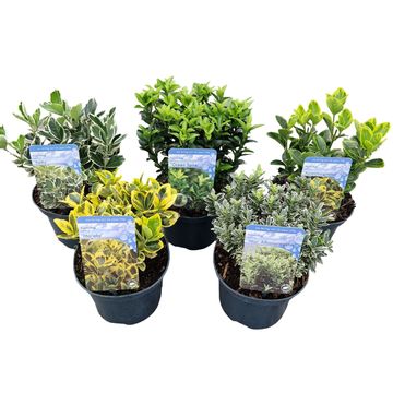 Euonymus japonicus MIX
