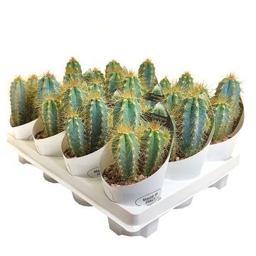 Pilosocereus azureus