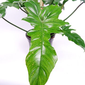 Philodendron 'Golden Dragon'