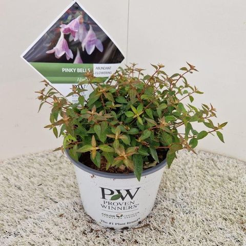 Abelia PINKY BELLS