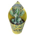 Euphorbia polyacantha