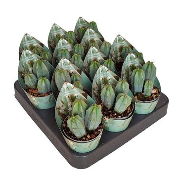 Myrtillocactus geometrizans