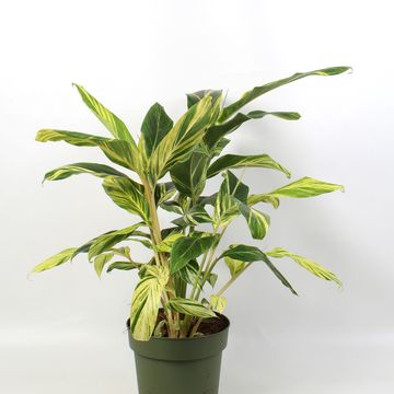 Alpinia zerumbet 'Variegata'