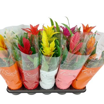 Guzmania MIX