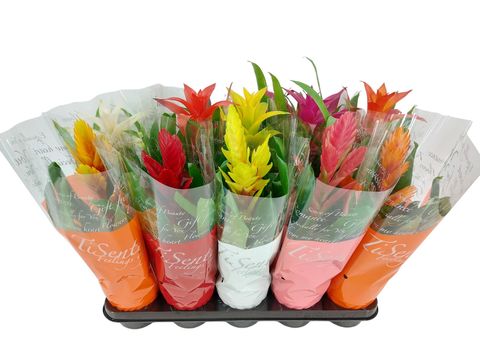 Guzmania MIX