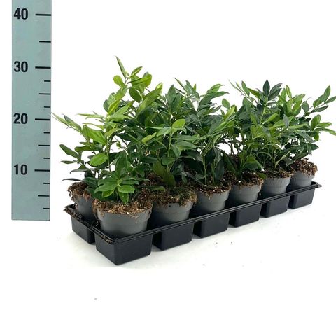 Sarcococca confusa