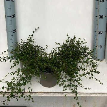 Muehlenbeckia complexa