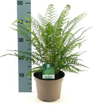 Polystichum setiferum 'Proliferum'