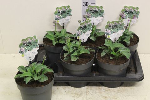 Hosta 'Blue Mouse Ears'