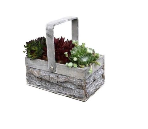 Arrangement Sempervivum