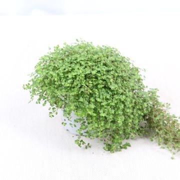 Soleirolia soleirolii