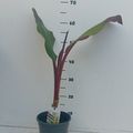 Ensete ventricosum 'Maurelii'