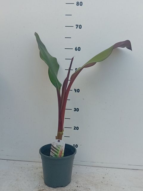 Ensete ventricosum 'Maurelii'
