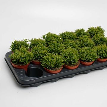 Hatiora salicornioides