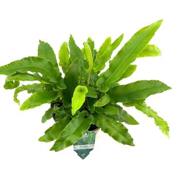 Asplenium scolopendrium
