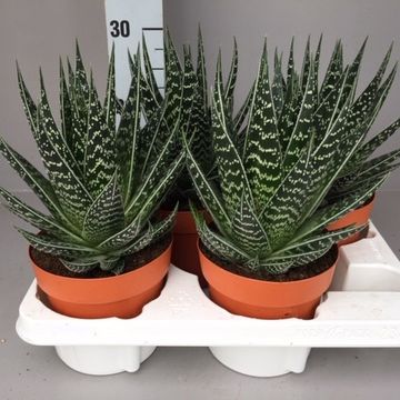 Aloe 'Interstellar'