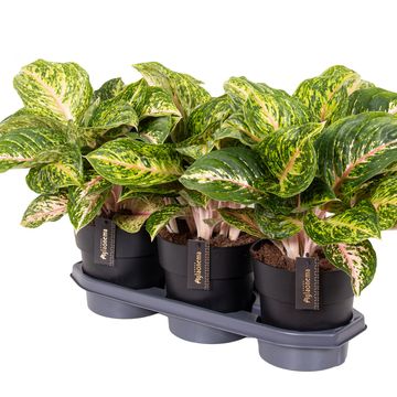 Aglaonema 'Forest Pink'