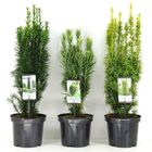 Taxus MIX