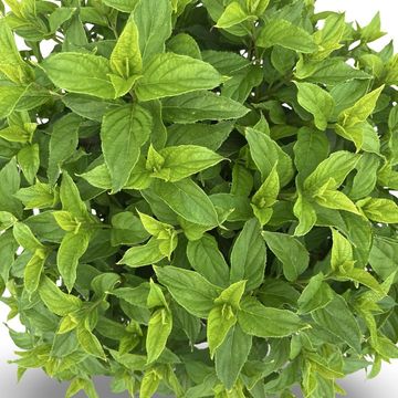 Hydrangea paniculata LITTLE LIME