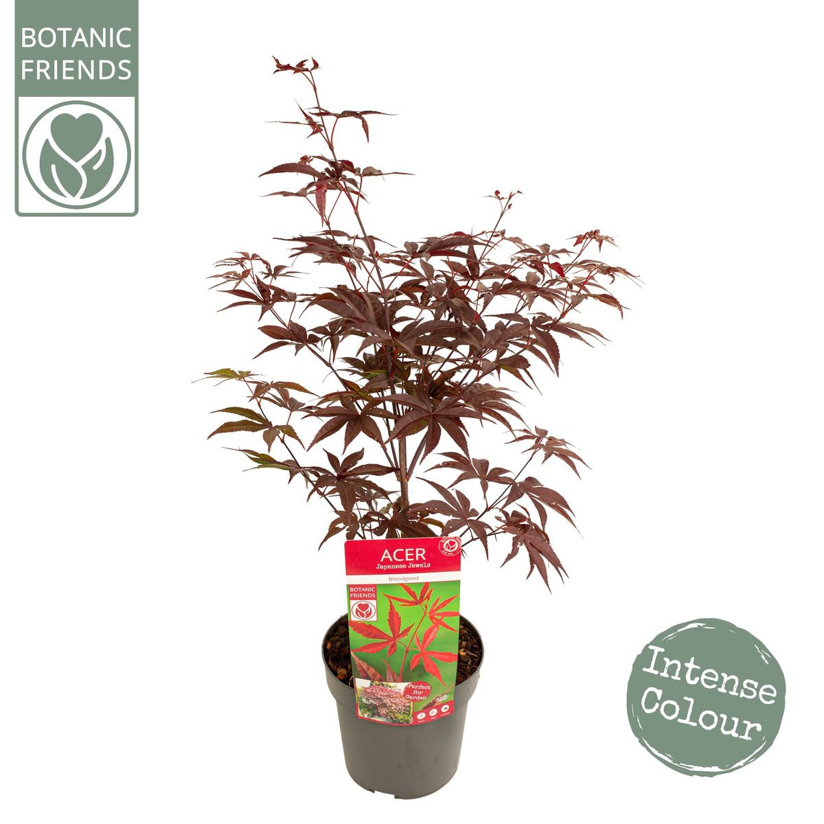 Acer Palmatum 'bloodgood' — Plant Wholesale Floraccess