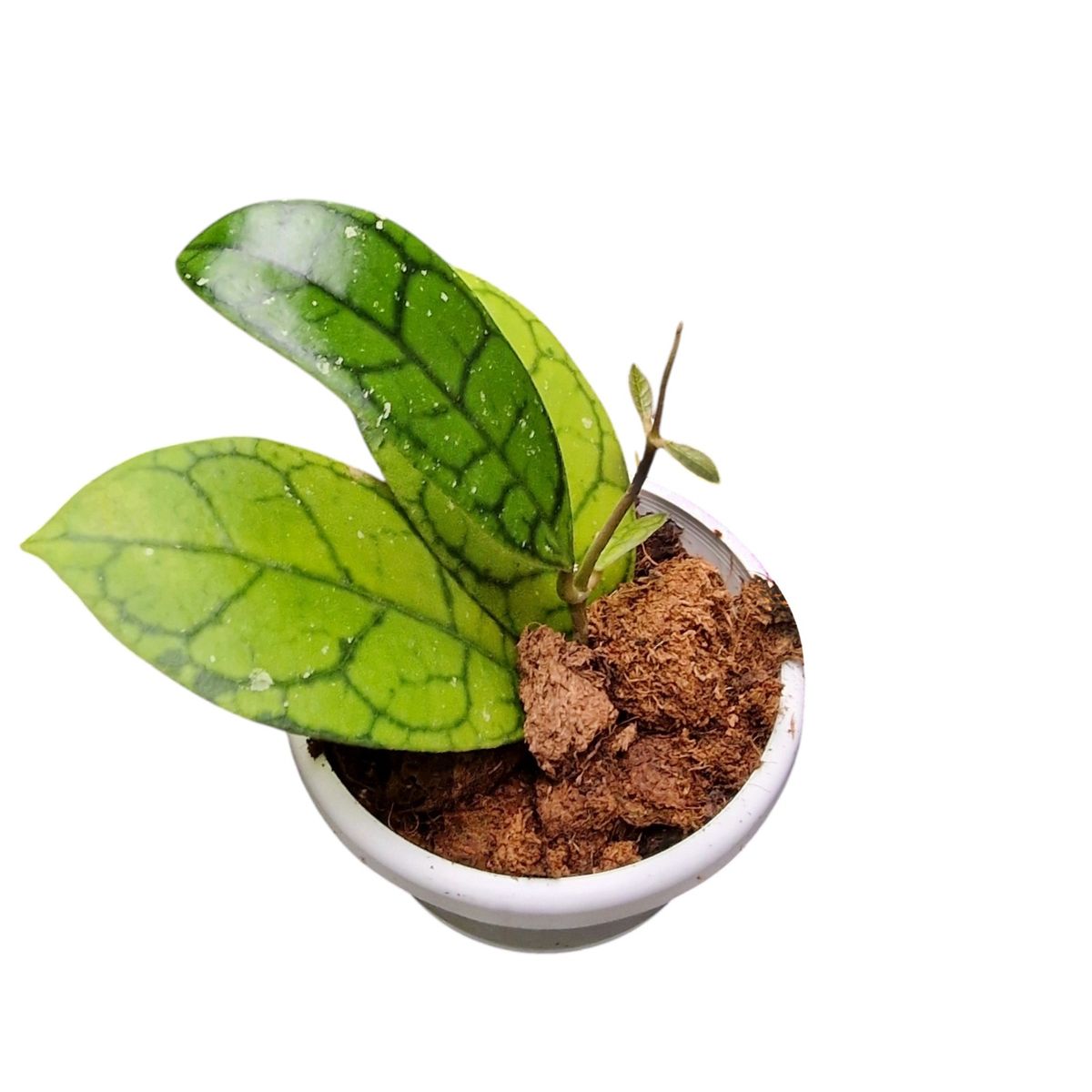 Hoya callistophylla 'Vena' — Plant Wholesale FlorAccess