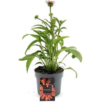 Echinacea LAKOTA ORANGE
