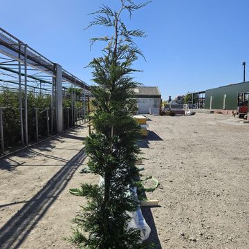x Cupressocyparis leylandii