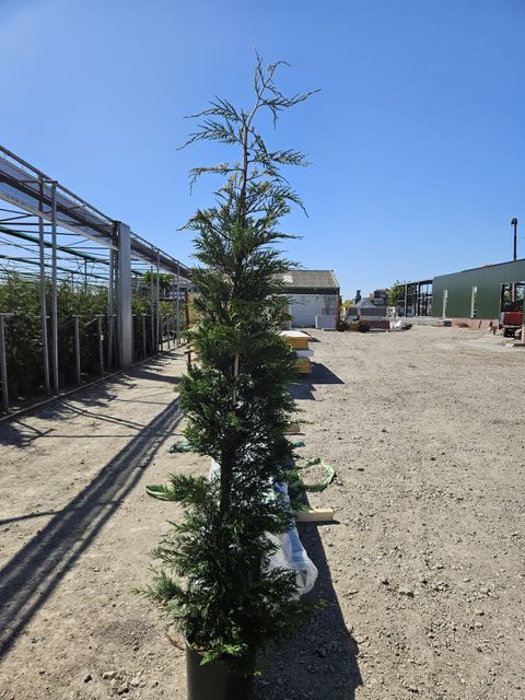 x Cupressocyparis leylandii