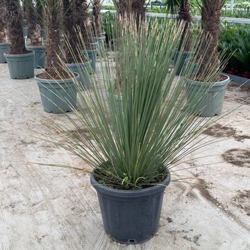 Dasylirion longissimum