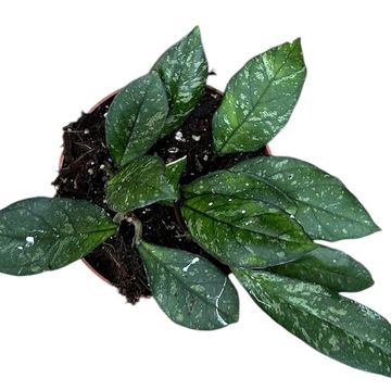 Hoya 'Crassipetiolata Splash'